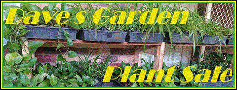 (image for) Daves Garden